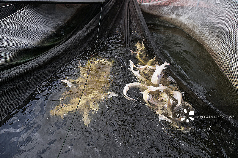 渔民网中的白色鲟鱼，捕鱼和捕获的鱼，工业规模的食物退出图片素材