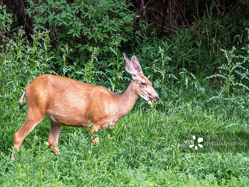 公园里的鹿图片素材