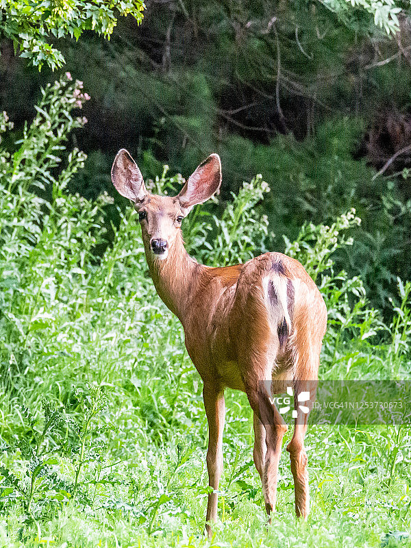 公园里的鹿图片素材