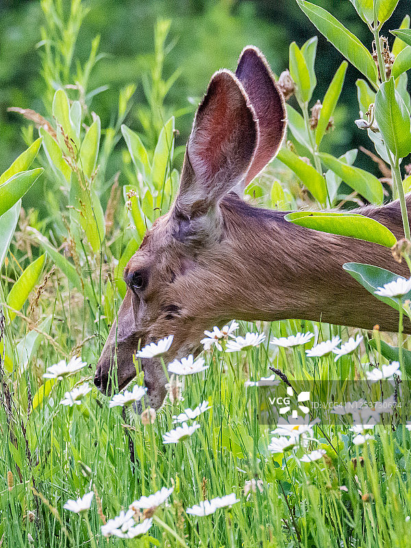 公园里的鹿图片素材