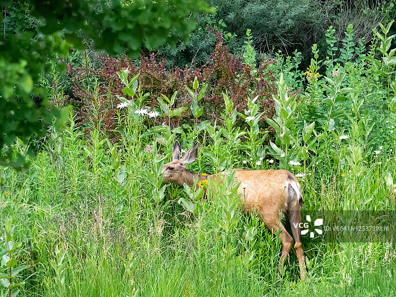 公园里的鹿图片素材