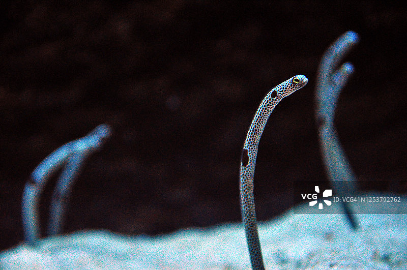 花园鳗图片素材
