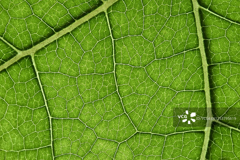 绿色叶子背景微距摄影图片素材