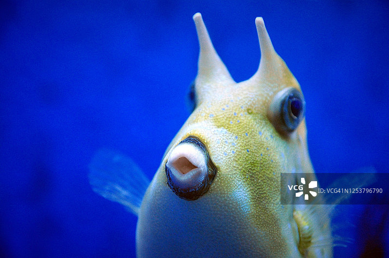 白色长角箱鲀图片素材