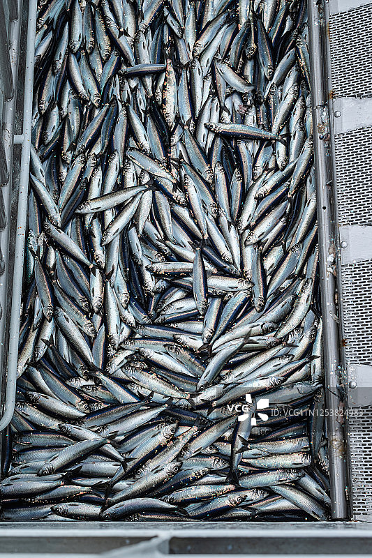 渔业：北海渔船捕获大量鲱鱼图片素材