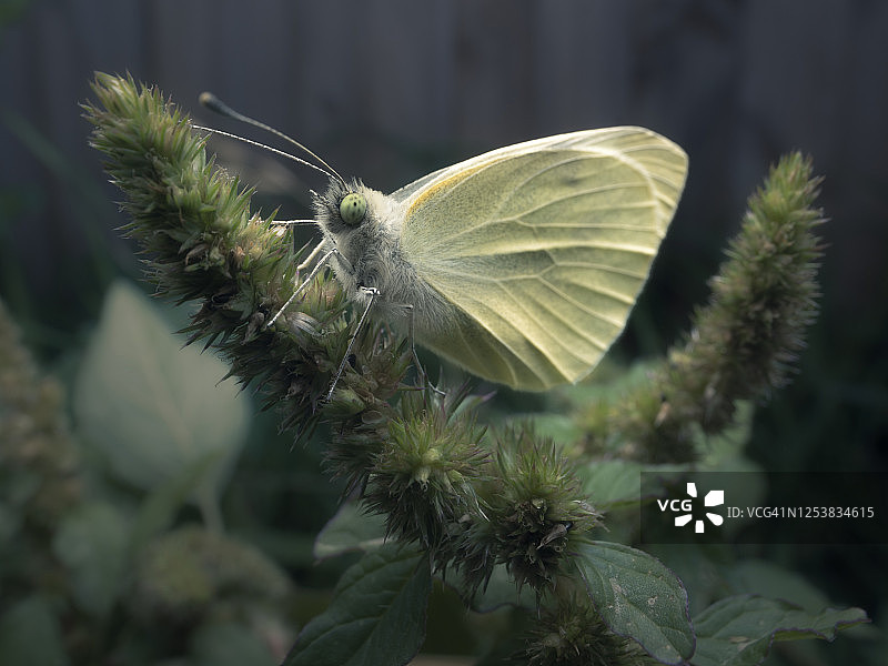后院花园中的菜粉蝶图片素材