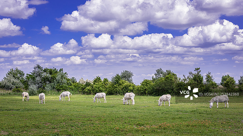 绿色牧场上的白色驴图片素材