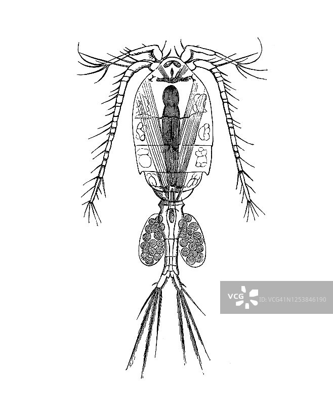 淡水剑水蚤甲壳类古版画图片素材