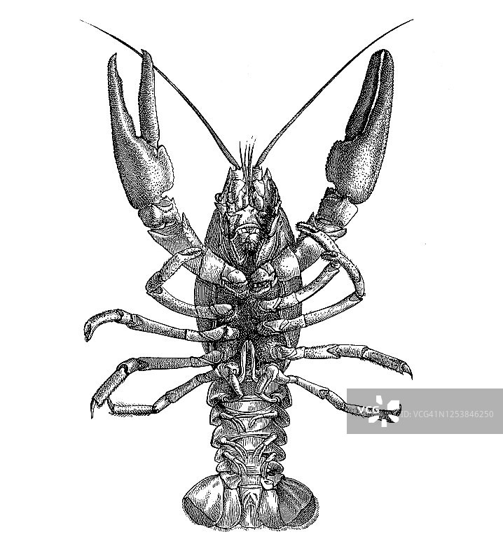 欧洲螯虾，甲壳类动物的古老雕刻插图图片素材