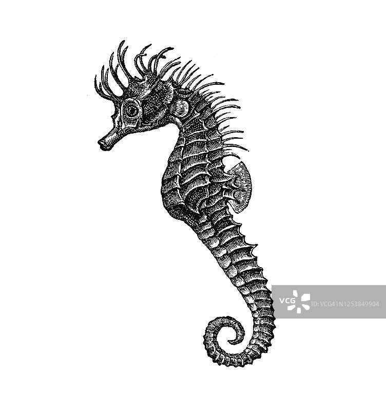 海马鱼类学雕刻插图图片素材