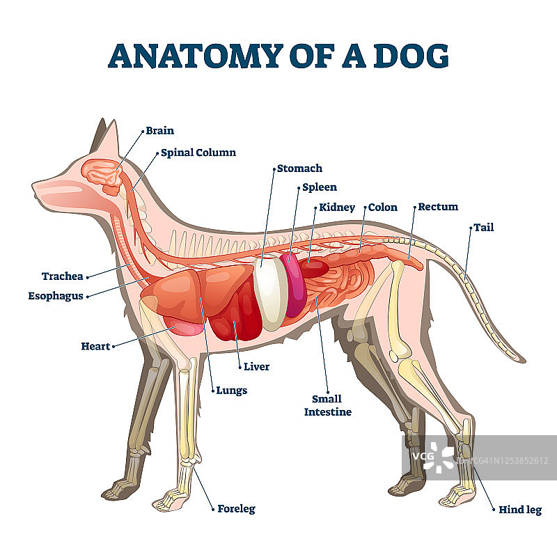 带内部器官结构的狗解剖结构检查矢量图图片素材