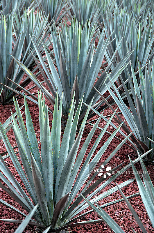 种植在观赏花园中的蓝色龙舌兰图片素材