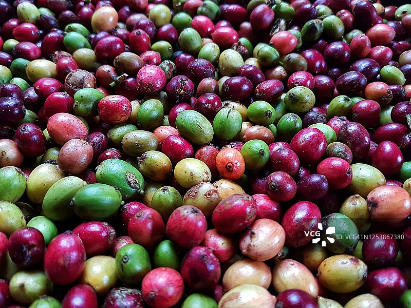 咖啡樱桃全画幅照片图片素材