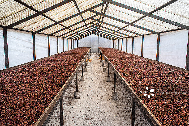 温室中晾晒可可豆图片素材