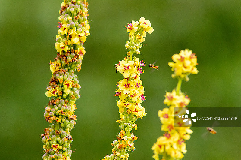 深色毛蕊花图片素材
