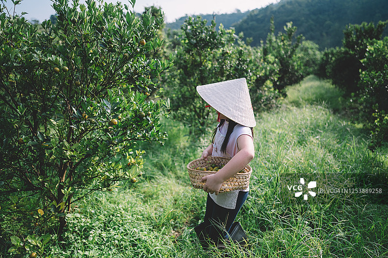 亚洲华人的孙子孙女们到家乡爷爷奶奶的农场采摘鱿鱼图片素材