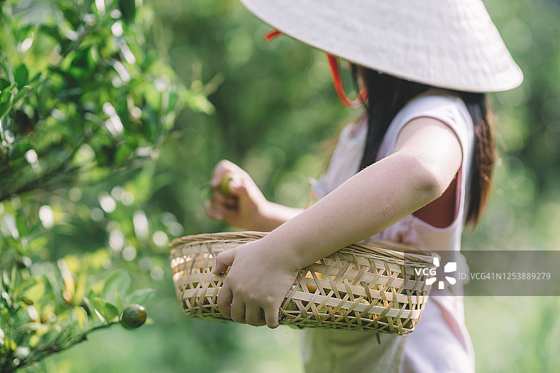 亚洲华人孙辈在老家探望祖父母，采摘四季橘图片素材
