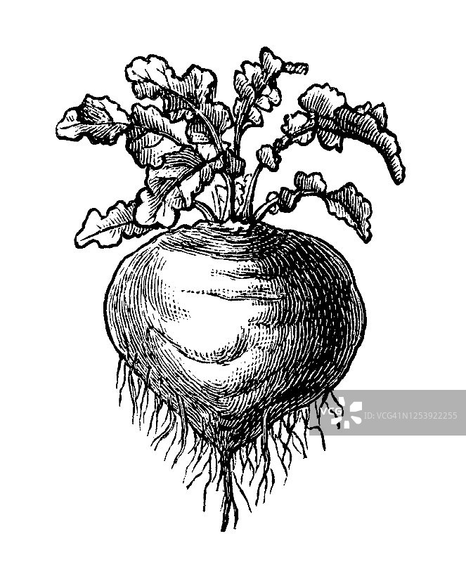 芜菁甘蓝蔬菜植物的古老雕刻插图图片素材