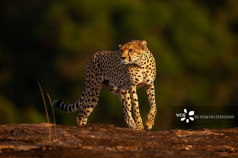 猎豹（Acinonyx jubatus）行走在岩石上观察周围环境图片素材