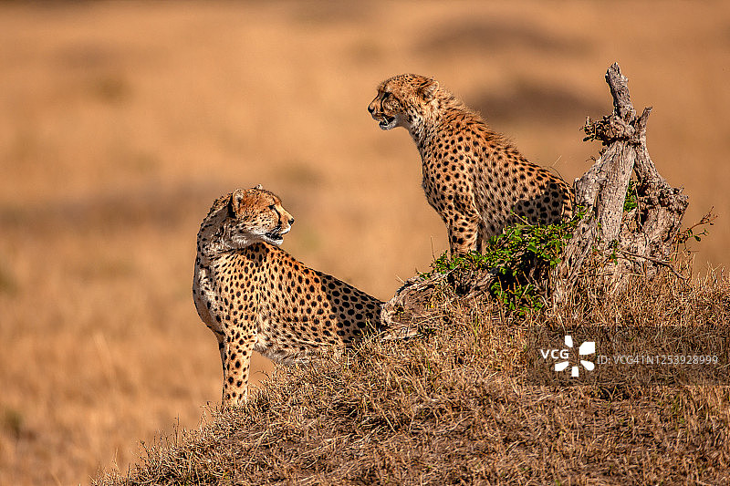从侧面看，两只猎豹坐在土堆上观察平原环境图片素材