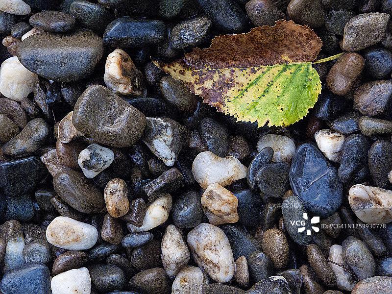 缅因州穆斯黑德湖中湿润闪亮岩石上的彩色桦树叶图片素材