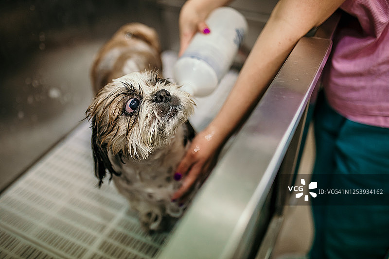 狗狗美容图片素材