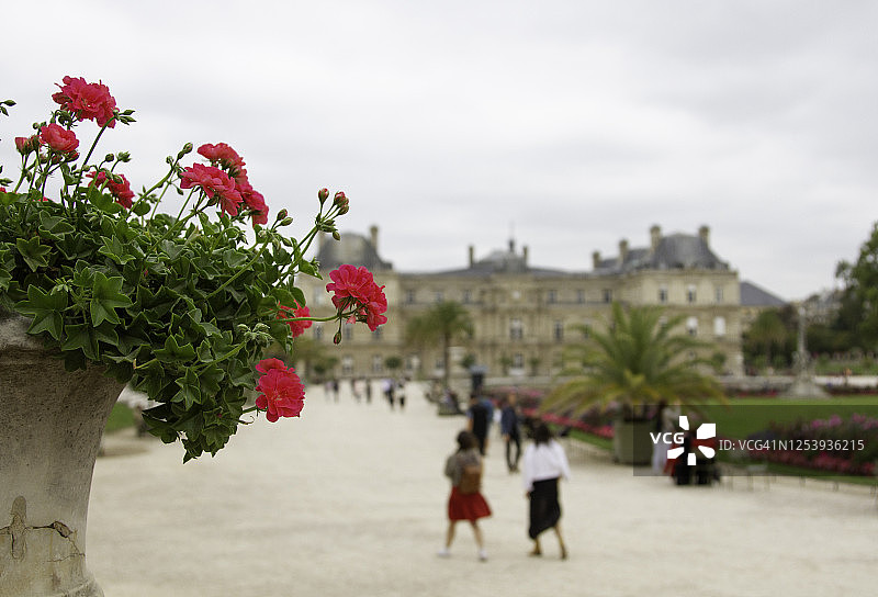 盆栽天竺葵与卢森堡宫图片素材