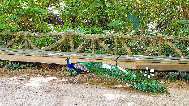 孔雀在公园里散步图片素材