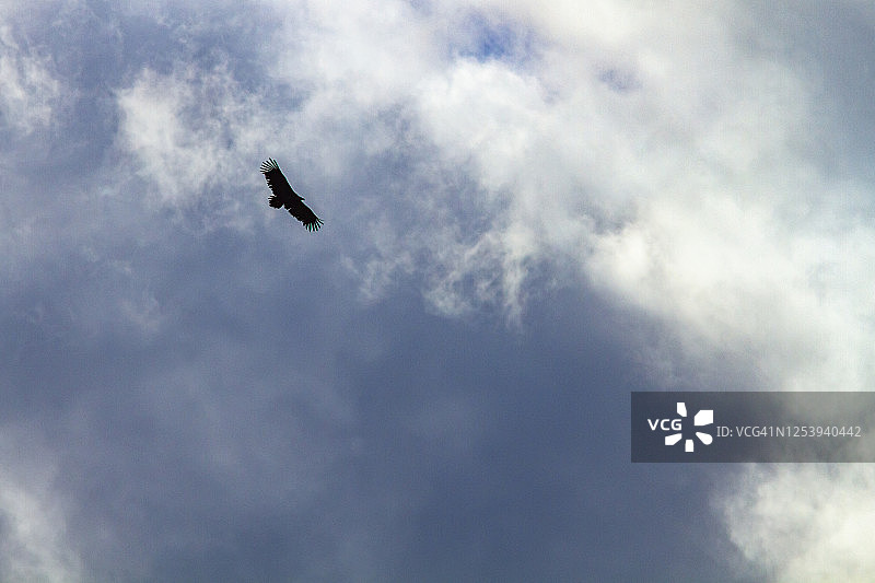 秃鹫轮廓图片素材