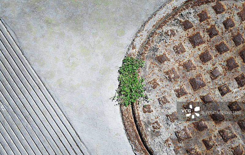 从生锈的沙井盖里长出的草图片素材