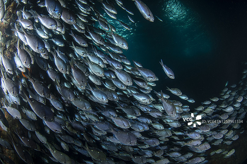 蓝色毛毛鱼群，新西兰普尔奈茨群岛图片素材