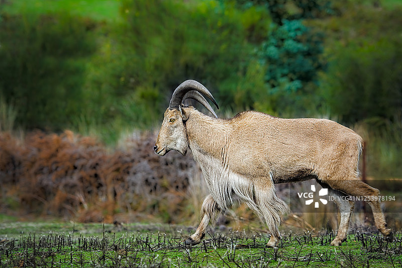 北非 Barbary 绵羊图片素材