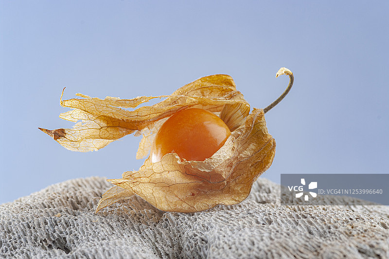 灯笼果图片素材