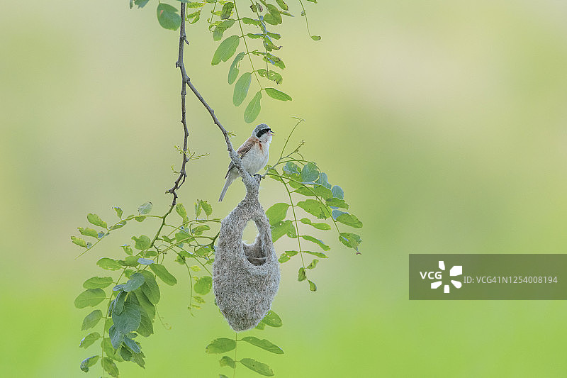 麻雀及其巢穴（建造中）图片素材