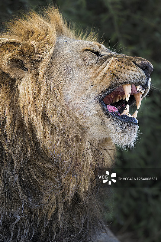 咆哮的雄狮特写肖像，野生动物摄影图片素材