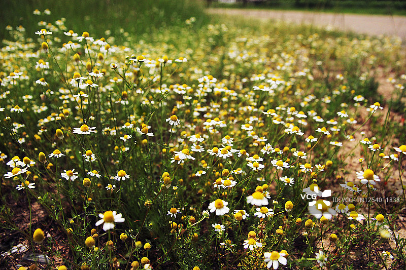 洋甘菊野花田图片素材