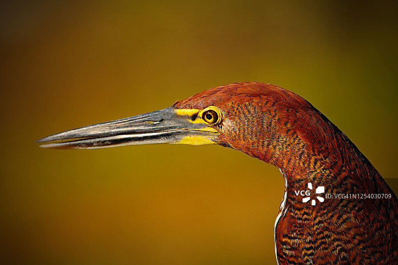 虎鹭的细节肖像，长喙鸟在巴西潘塔纳尔湿地栖息图片素材