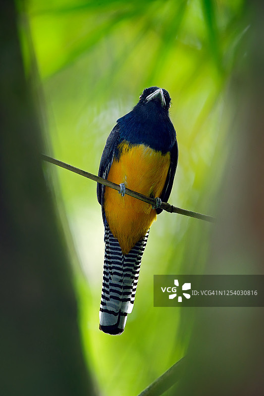 巴西森林中树枝上的紫腰咬鹃图片素材
