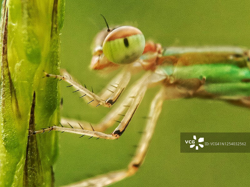 豆娘的身体部位图片素材