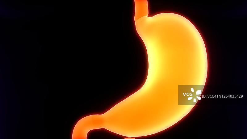 人体消化系统胃解剖学图片素材