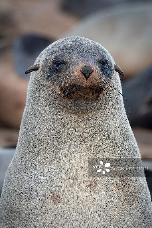 纳米比亚骷髅海岸海角十字角的开普海豹图片素材