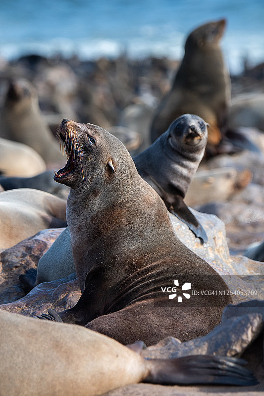 纳米比亚骷髅海岸海角十字角的开普海豹图片素材