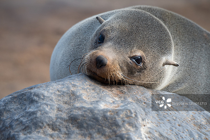纳米比亚骷髅海岸海角十字角的开普海豹图片素材