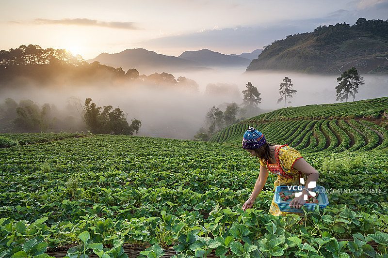 女人采摘新鲜草莓图片素材