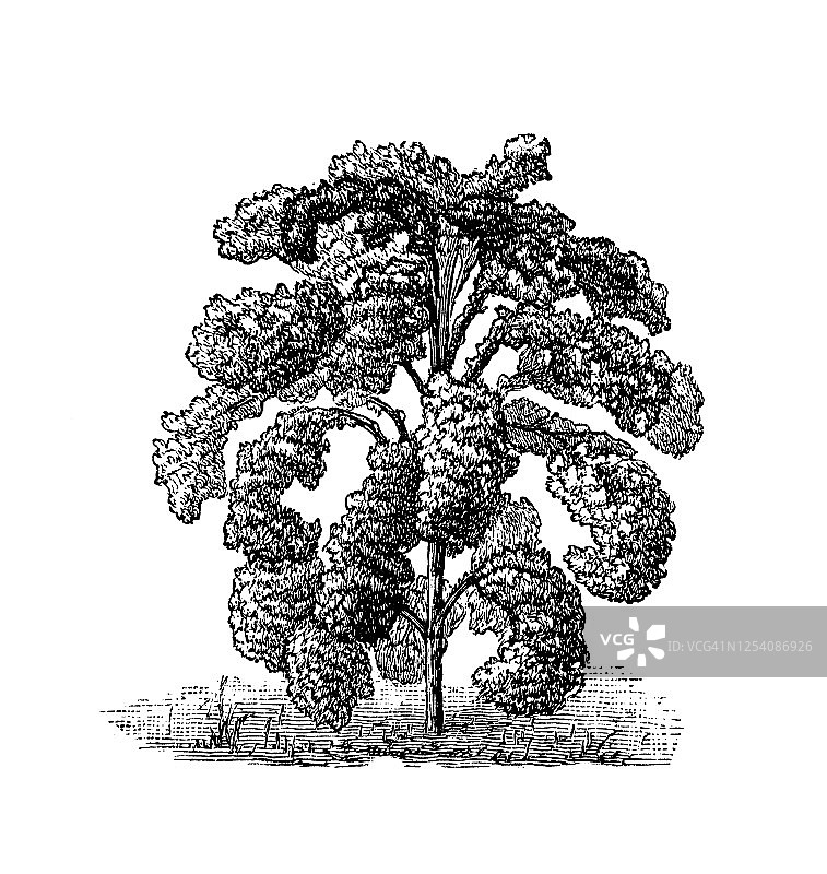 皱叶甘蓝蔬菜植物古老雕刻插图图片素材