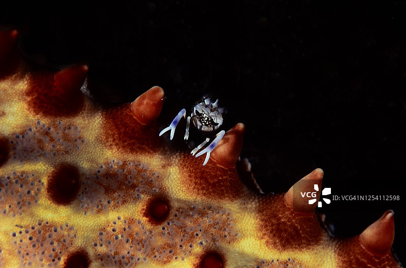 迷你虾图片素材