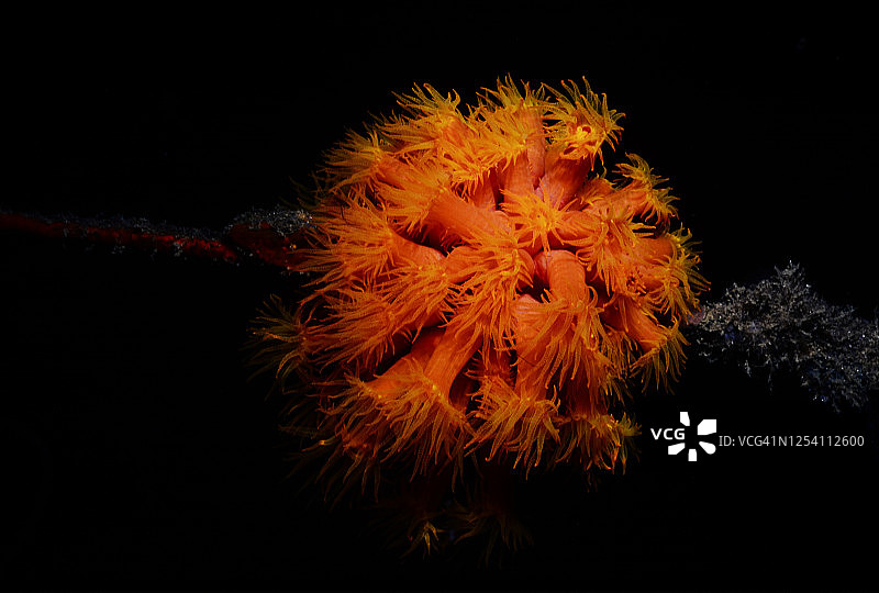 橙色杯珊瑚图片素材