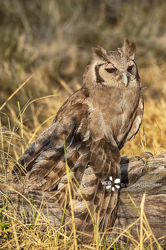 奥卡万戈三角洲弗氏雕鸮图片素材