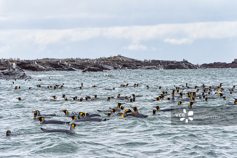 在海洋中游泳的王企鹅图片素材