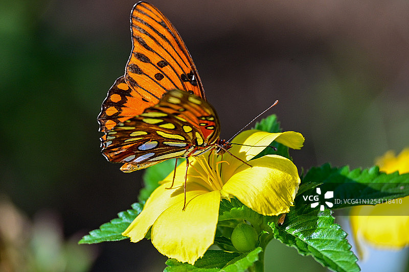 墨西哥湾凤蝶在黄色花朵上觅食图片素材